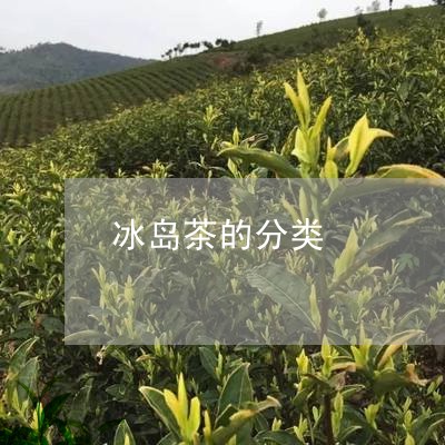 冰岛茶的分类/2023090738614