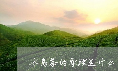 冰岛茶的原理是什么/2023042655848