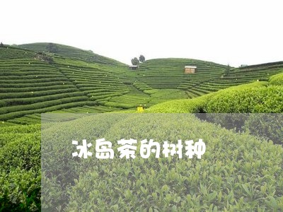 冰岛茶的树种/2023090768068