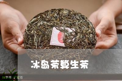 冰岛茶算生茶/2023090789481