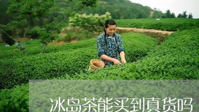 冰岛茶能买到真货吗/2023042658260