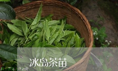 冰岛茶苗/2023110873828