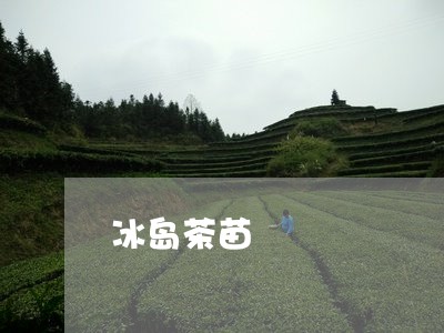 冰岛茶苗/2023121813927