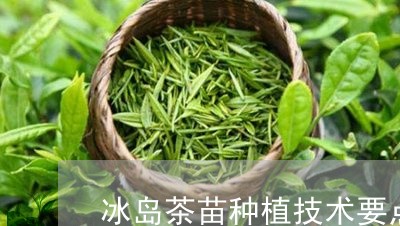 冰岛茶苗种植技术要点/2023092409570