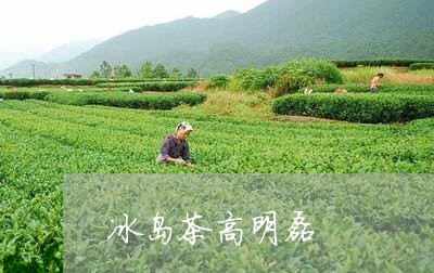 冰岛茶高明磊/2023090774706