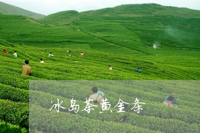 冰岛茶黄金条/2023090705060