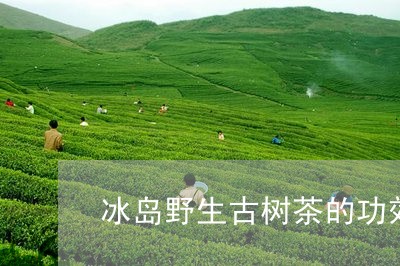 冰岛野生古树茶的功效/2023092371793