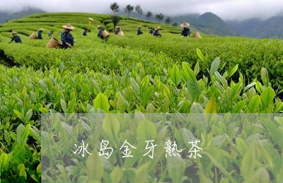 冰岛金牙熟茶/2023090783725