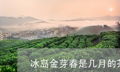 冰岛金芽春是几月的茶/2023092350481