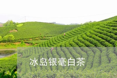 冰岛银毫白茶/2023082560592