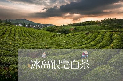 冰岛银毫白茶/2023111750492