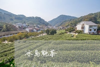 冰岛魁茶/2023121890504