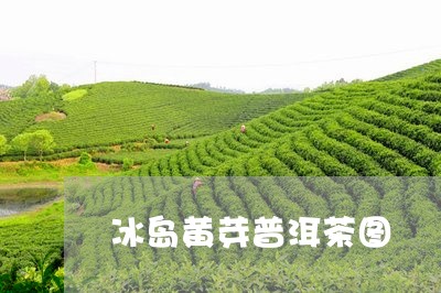 冰岛黄芽普洱茶图/2023071173803