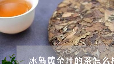 冰岛黄金叶的茶怎么样/2023061299583