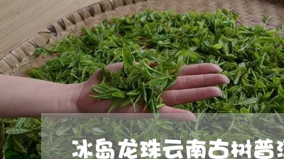 冰岛龙珠云南古树普洱茶/2023120734820