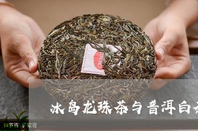 冰岛龙珠茶与普洱白茶/2023061413504