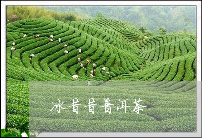 冰昔昔普洱茶/2023102528161