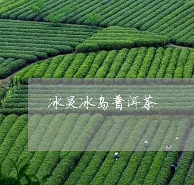 冰灵冰岛普洱茶/2023102660836