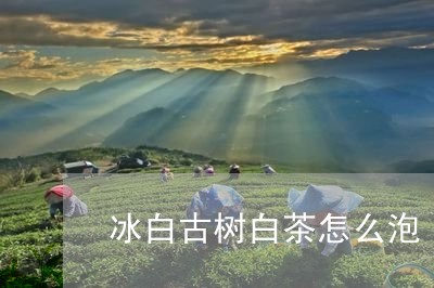 冰白古树白茶怎么泡/2023081362826