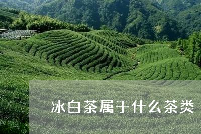 冰白茶属于什么茶类/2023071571492