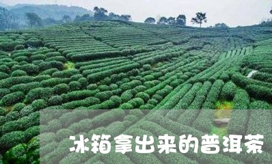 冰箱拿出来的普洱茶/2023120539560