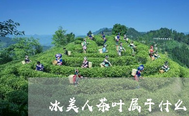 冰美人茶叶属于什么茶/2023061005047