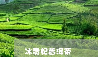 冰贵妃普洱茶/2023101685828