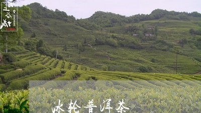 冰轮普洱茶/2023102521706