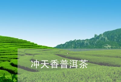 冲天香普洱茶/2023042615351