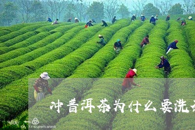 冲普洱茶为什么要洗茶/2023062474836