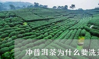 冲普洱茶为什么要洗茶/2023073133869