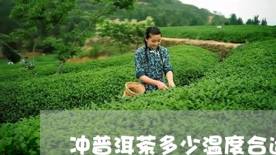 冲普洱茶多少温度合适/2023062754735