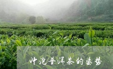 冲泡普洱茶的姿势/2023120466370