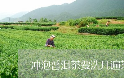 冲泡普洱茶要洗几遍茶才能喝/2023082856938