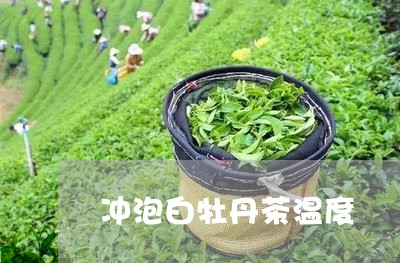 冲泡白牡丹茶温度/2023061414141