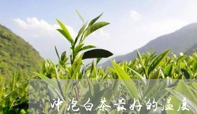 冲泡白茶最好的温度/2023071571794