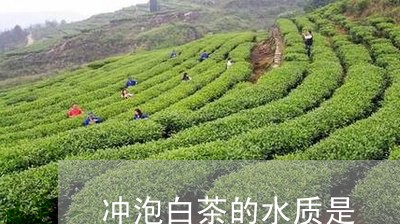 冲泡白茶的水质是/2023061304826