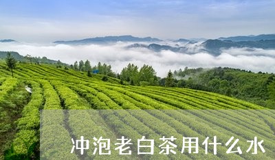 冲泡老白茶用什么水/2023071532524