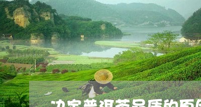 决定普洱茶品质的原因/2023080241926