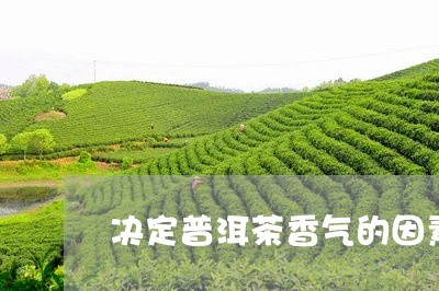 决定普洱茶香气的因素/2023080128271