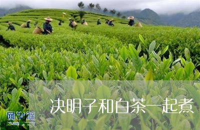 决明子和白茶一起煮/2023121722614