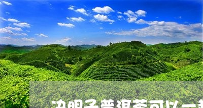 决明子普洱茶可以一起泡茶吗/2023081502835