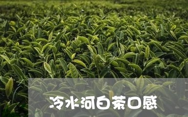 冷水河白茶口感/2023111767158