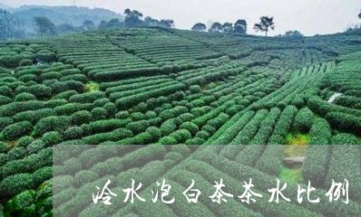 冷水泡白茶茶水比例/2023071596258