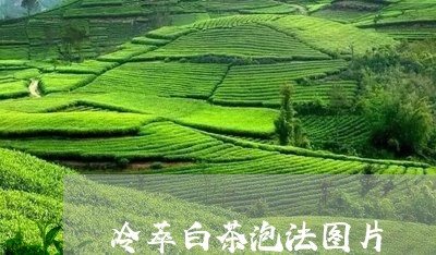 冷萃白茶泡法图片/2023061364948