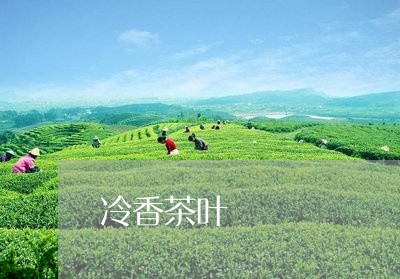 冷香茶叶/2023090190925