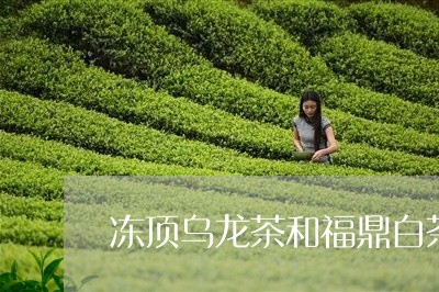 冻顶乌龙茶和福鼎白茶/2023091507470