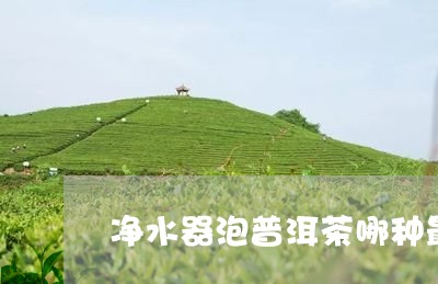 净水器泡普洱茶哪种最好/2023110153046