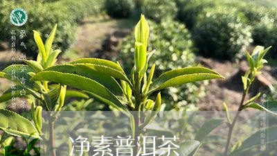 净素普洱茶/2023102592938