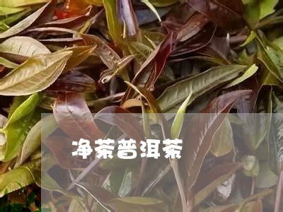 净茶普洱茶/2023090697159